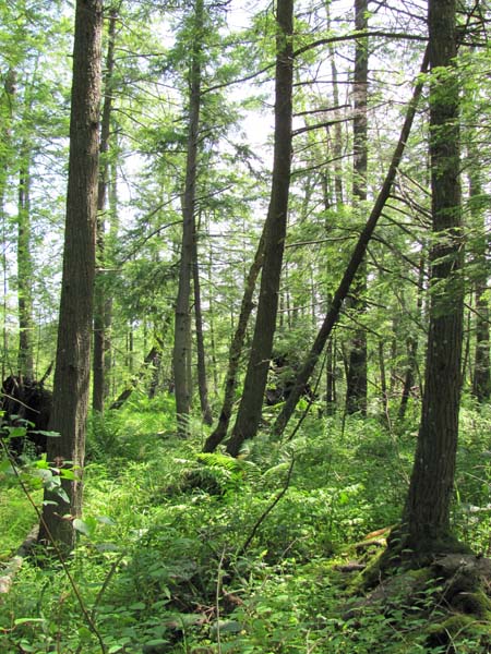 Hemlock palustrine forest